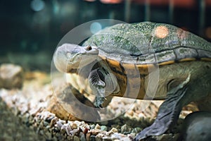 The snake-necked turtle swims in the water in search of food