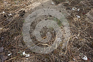 A snake nest with eggshells from which snakes have already hatched