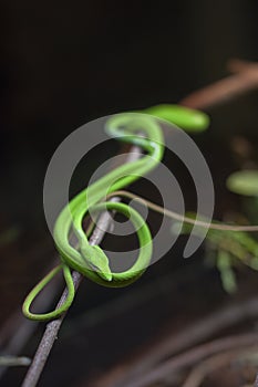 Snake photo