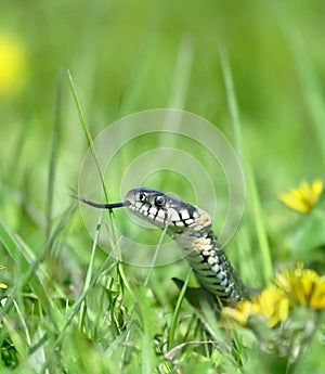 Serpiente a través de verde 