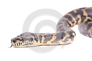 snake  over the white background