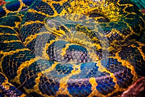 Paraguayan South or Yellow Anaconda is ringed by a ring photo