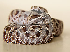 Snake: pensive, sad, frightened, or surprised? photo