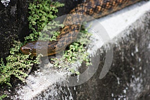 Snake in Periyar national park photo