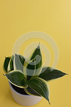 Snake Plant Against a Yellow Background