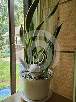 Snake plant air purifiers in bed room. photo