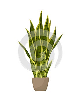 Snake plant in ceramic pot. Potted Sansevieria plant