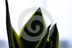 Snake plant close-up on blurred background
