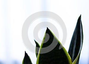 Snake plant close-up on blurred background