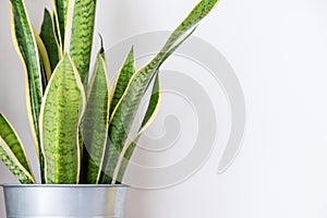 Snake plant,indoor houseplant on wall room decor