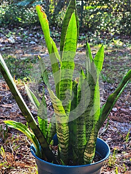Snake plant or mother in law\'s tongue gardening season plants background