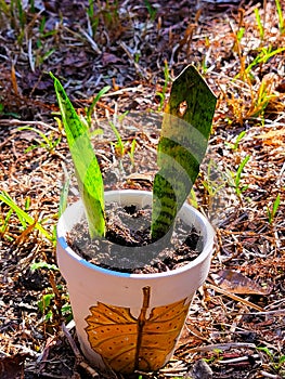 Snake plant or mother in law\'s tongue in a watercolor painted pot