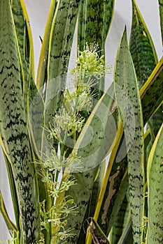 Close up of Snake plant flower from Lekki Lagos Nigeria. photo