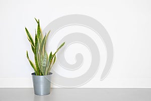 Snake plant in pot decor in living room with copy space
