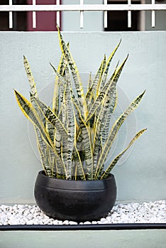 Snake plant potted outdoors as decoration with black round pot