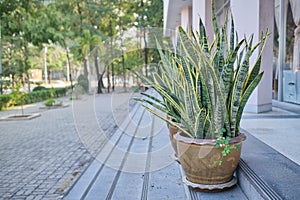 Snake Plant, a potted plant decorated outside building near roadway. Houseplant in pots, Air Purifying Plants to clean the air