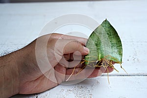 Snake Plant Propagation By Leaf Cuttings photo
