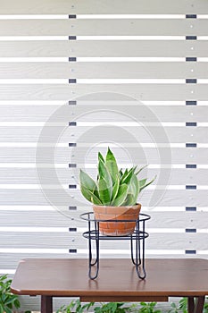 Snake plant, Sansevieria, Asparagaceae on pot isolated on white background