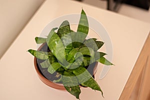 Snake plant in white pot on white background.