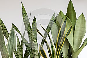 Snake plants beautiful leaves texture background
