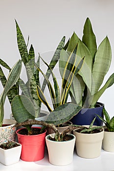 Snake plants collection potted plants on white isolated background