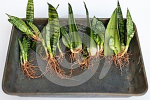 Snake plants growing from leaf cuttings laying in a tray bare roots plants