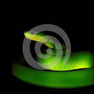 Snake