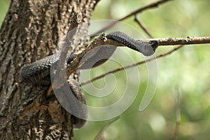 Snake poisonous viper in spring waits on dry branch the of tree . Vipera berus