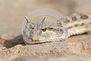 Snake portrait - Horned viper