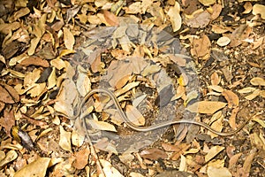 snake probably genus Liophidium, reservation Ankarana, Madagascar photo