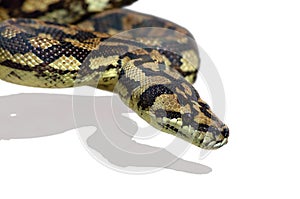 Snake Python photo