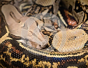 snake python boa curled in rings