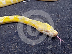 snake python burma or python bivitattus