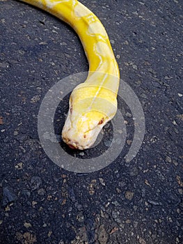 snake python burma or python bivitattus