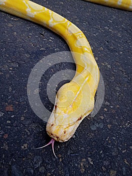 snake python burma or python bivitattus