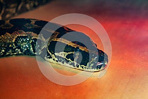 Snake python close up under red light