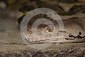 Python snake at zoo