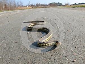 Snake in Quebec. Canada, north America.