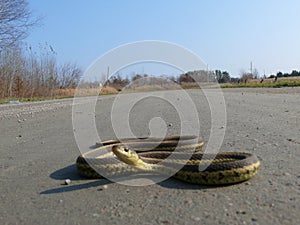 Snake in Quebec. Canada, north America.