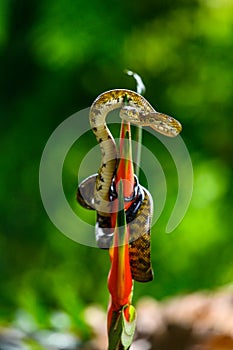 Snake in a rainforest - Tree Boa Constrictor snake, Corallus hortulanus