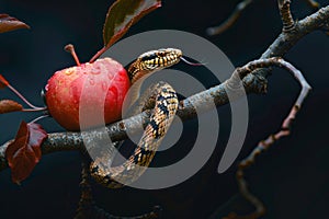 Snake and Red Apple. The Symbolism of the Forbidden Fruit. AI Generative