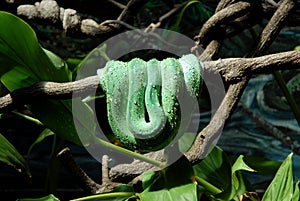 Snake resting on branch