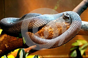 Snake is resting on tree photo