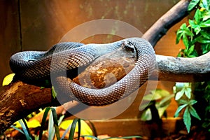 Snake is resting on tree photo