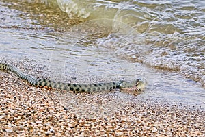 Snake River Natrix reptile