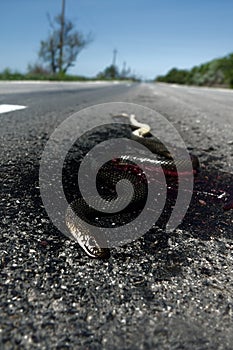 Dead snake on road