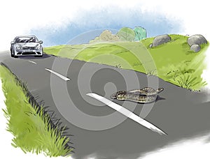 Snake on road