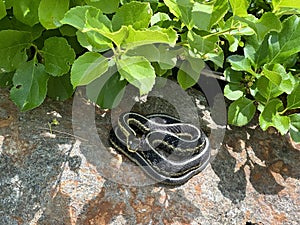 Snake on a rock
