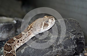 Snake on a rock