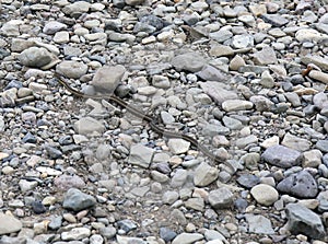 Snake in rocks